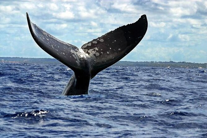 Dolphin and Whale Watching Boat Trip in Puerto Escondido - Why the $56.79 price can make sense