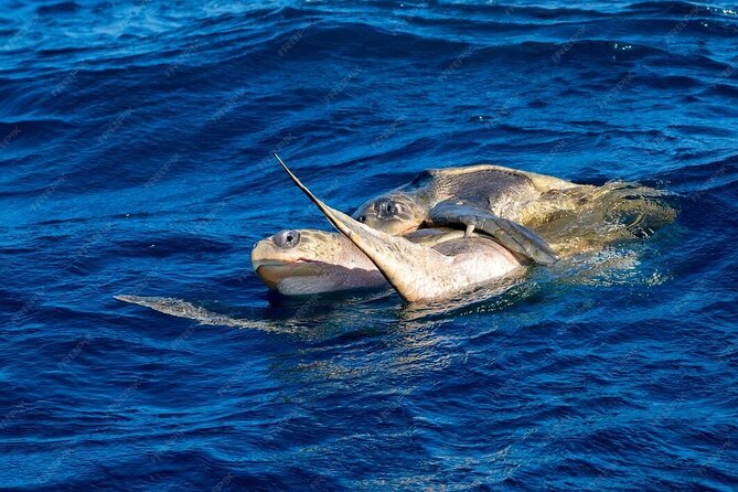 Dolphin and Whale Watching Boat Trip in Puerto Escondido - Group size, language, and the practical side