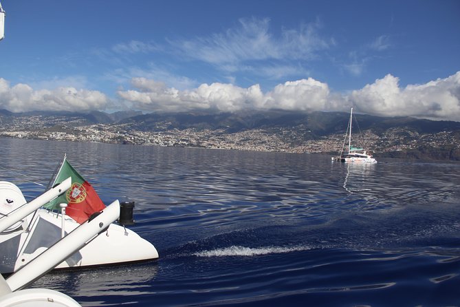 Dolphin and Whale Watching Catamaran Cruise from Funchal - What the catamaran is like for three hours