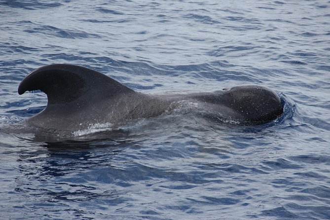 Dolphin and Whale Watching Catamaran Cruise from Funchal - A different view of Madeira’s southern coast