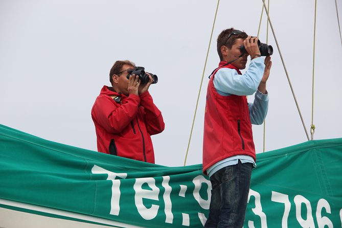 Dolphin and Whale Watching Catamaran Cruise from Funchal - The wildlife search can be thrilling or very brief