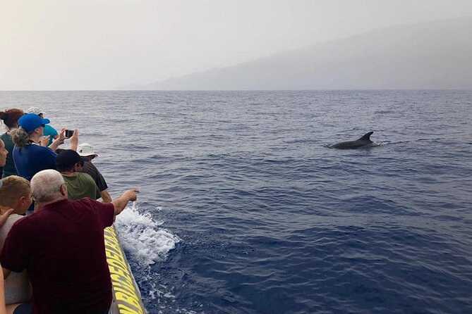 Dolphin and Whale Watching in La Restinga - Key points to know before booking