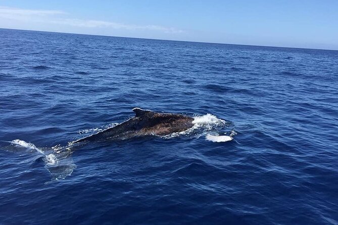 Dolphin and Whale Watching in La Restinga - Setting out from La Restinga at 2 p.m.