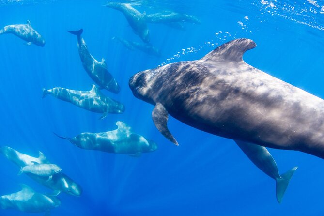 Dolphin and Whale Watching in La Restinga - A swim at Playa de las Alcuzas