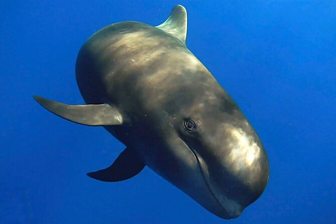 Dolphin and Whale Watching in La Restinga - Searching the waters around El Hierro