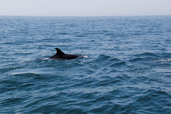 Dolphin and Whale Watching in Lagos - Setting out from Passeio dos Descobrimentos at 11:30