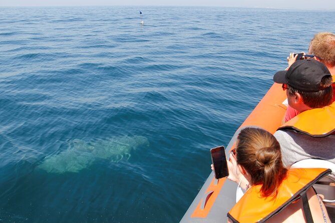 Dolphin and Whale Watching in Lagos - Which animals might appear near Lagos?