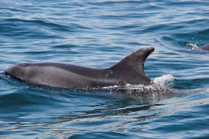 Dolphin and Whale Watching in Lagos - The Aftermath RIB and the feel of the ride