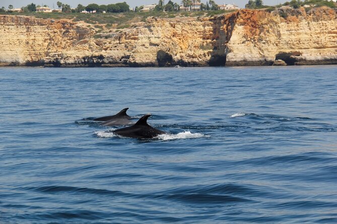 Dolphin and Whale Watching in Lagos - Booking flexibility and weather concerns