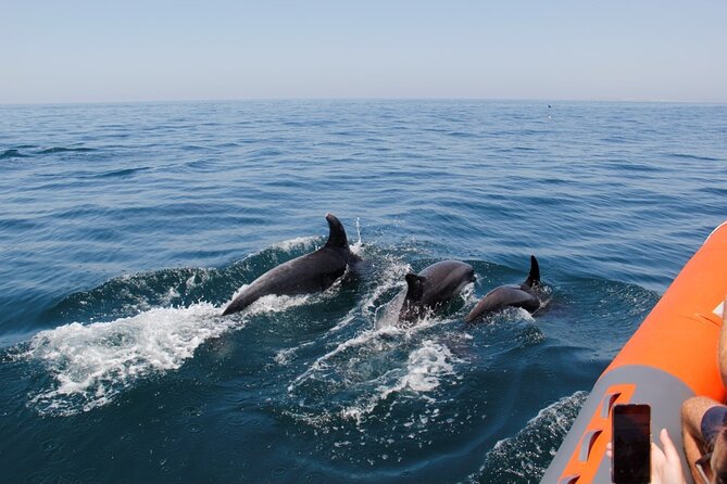 Dolphin and Whale Watching in Lagos - What a sighting can really be like