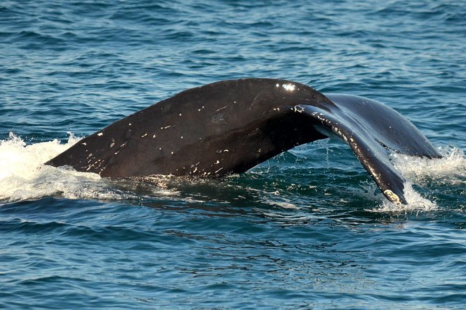 Dolphin and Whale Watching Sunset Cruise - How the wildlife search works