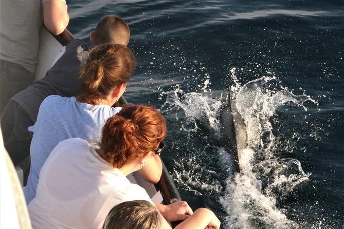 Dolphin and Whale Watching Sunset Cruise - The sunset finish in San Diego