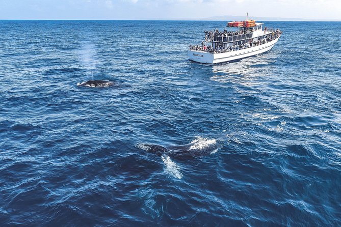 Dolphin and Whale Watching Sunset Cruise - What the boat ride may feel like