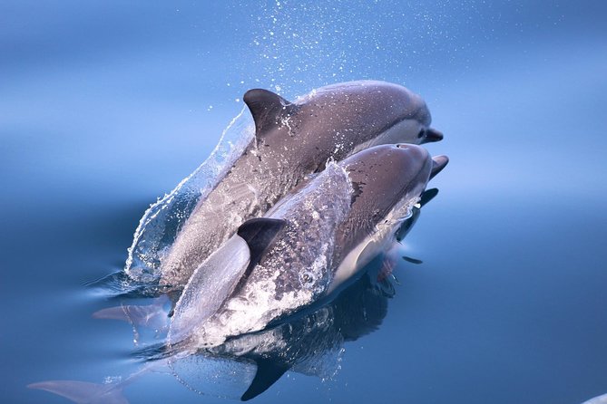 Dolphin and Whale Watching Sunset Cruise - The crew and onboard commentary
