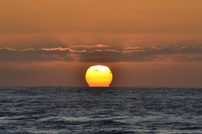 Dolphin and Whale Watching Sunset Cruise - Getting good value from the $71 price