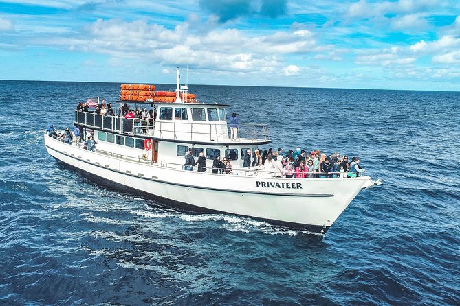 Dolphin and Whale Watching Sunset Cruise - Dolphins, whales, and the occasional surprise