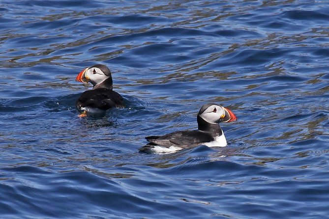 Dolphin and Whale Watching Tour from Dingle - Five things to know before you go