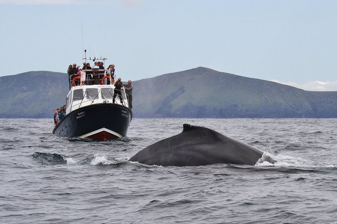 Dolphin and Whale Watching Tour from Dingle - Starting at Ventry Harbour at 1 pm