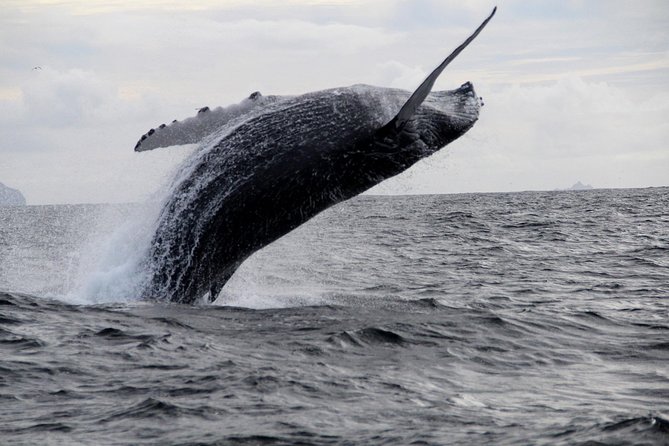 Dolphin and Whale Watching Tour from Dingle - The guides make the difference