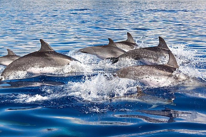 Dolphin and Whales watching cruise from Puerto Rico de Gran Canaria - Leaving Puerto Rico on Spirit of the Sea