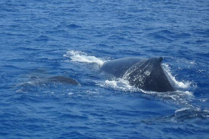 Dolphin and Whales watching cruise from Puerto Rico de Gran Canaria - The Best Possible Wildlife Moments