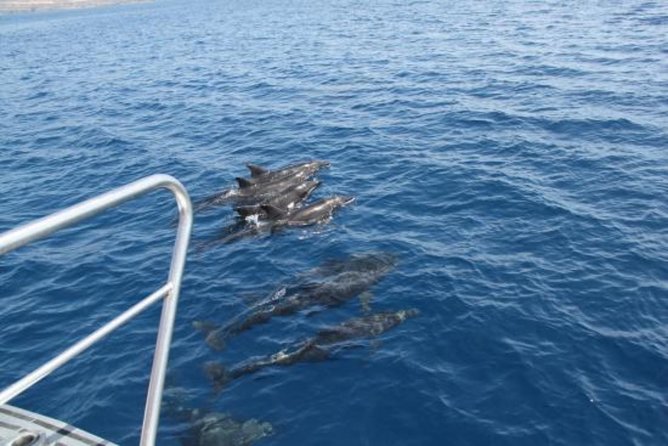 Dolphin and Whales watching cruise from Puerto Rico de Gran Canaria - The Swim Stop Is an Optional Extra