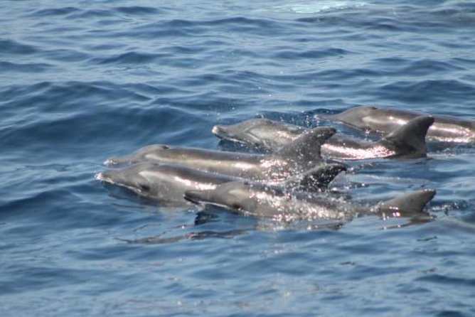 Dolphin and Whales watching cruise from Puerto Rico de Gran Canaria - Pickup, Timing, and What Is Included