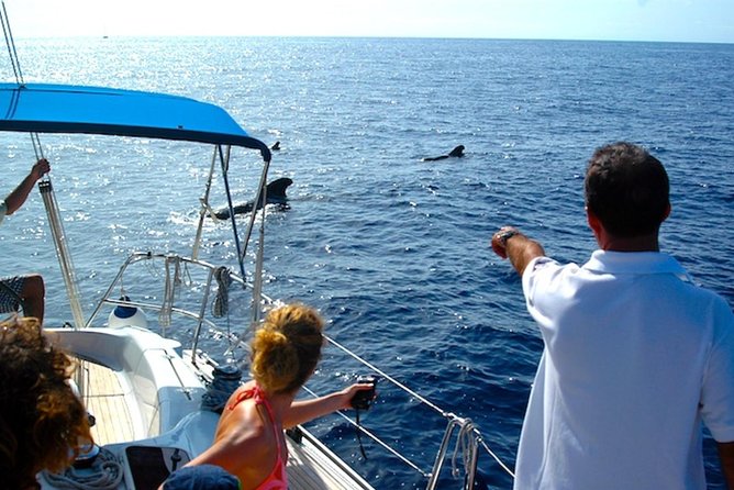 Dolphin and Whales watching cruise from Puerto Rico de Gran Canaria - Cancellation and Weather Notes