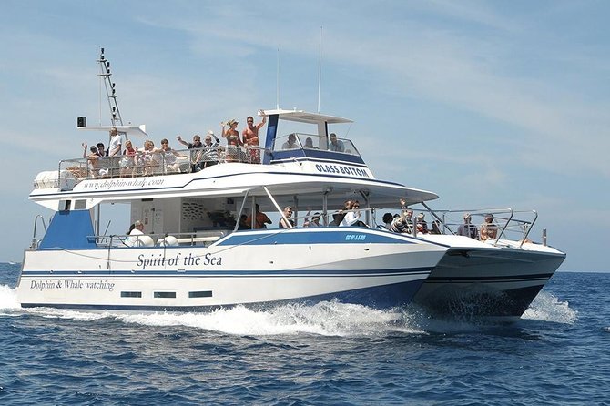 Dolphin and Whales watching cruise from Puerto Rico de Gran Canaria - What the 2.5-Hour Search Feels Like