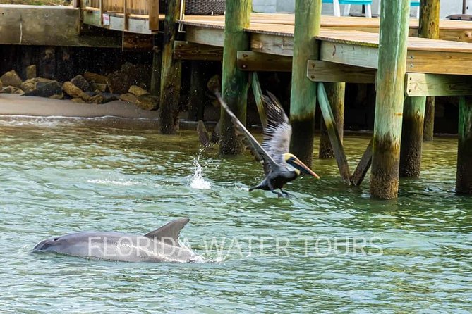 Dolphin and Wildlife Adventure of St. Augustine - The guides make the difference