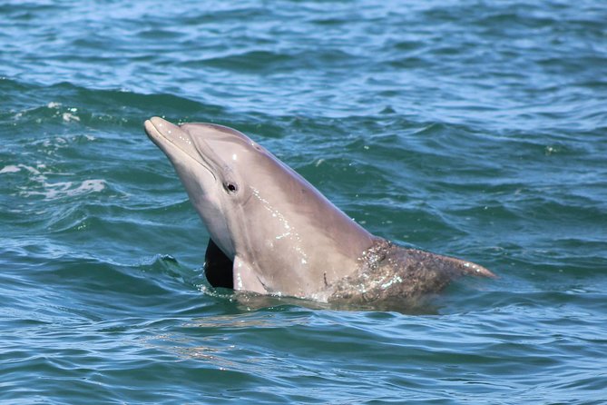 Dolphin and Wildlife Adventure of St. Augustine - The lighthouse from a better angle