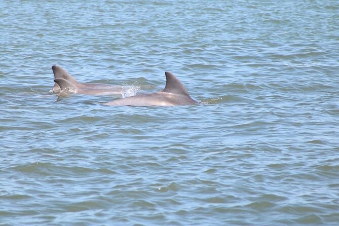 Dolphin and Wildlife History Tour - Dolphin watching without the long commitment