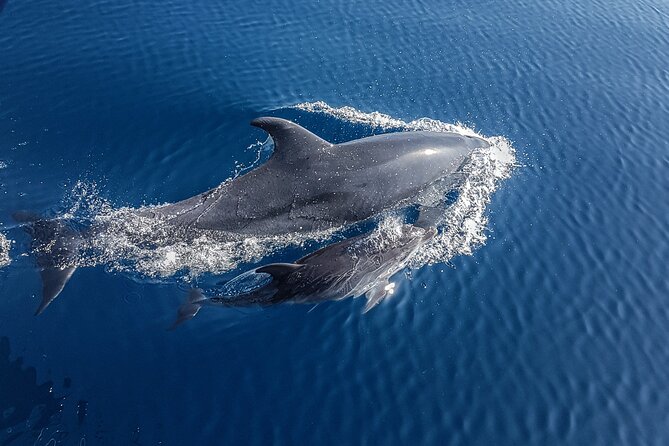 Dolphin Boat Trip in Benalmadena - Two hours on the water, with the search as the main event