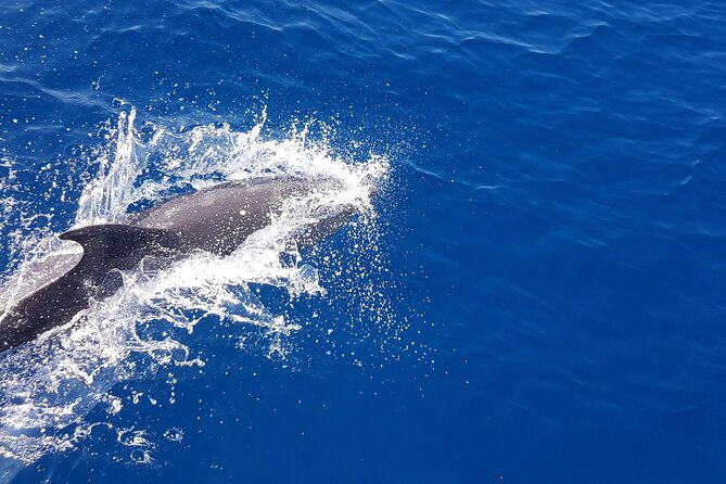 Dolphin Boat Trip in Benalmadena - Dolphins in the wild, not a guaranteed show