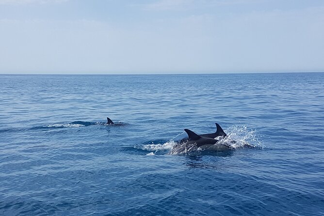 Dolphin Boat Trip in Benalmadena - Timing your Benalmádena afternoon