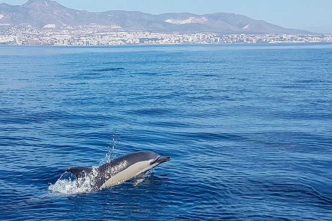 Dolphin Boat Trip in Benalmadena - Who will enjoy this boat trip most?