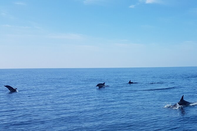 Dolphin Boat Trip in Benalmadena - Booking and cancellation details to weigh carefully