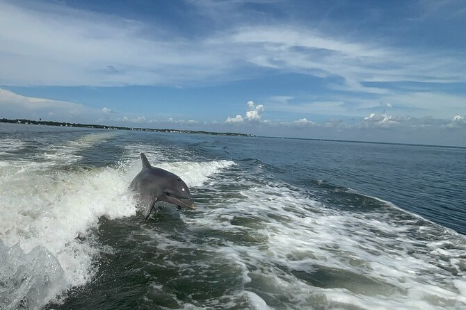 Dolphin cruise in Santa Rosa Beach - Key things to know before you book