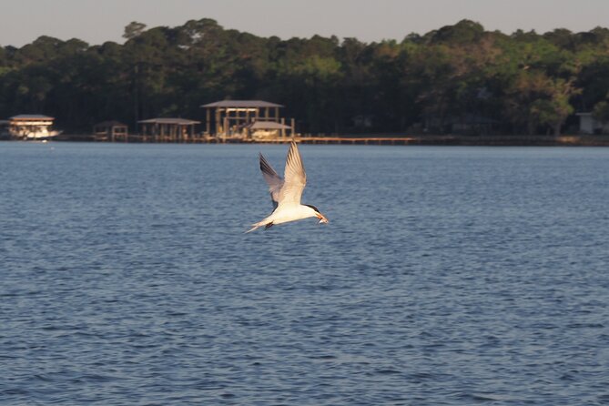 Dolphin cruise in Santa Rosa Beach - Private groups of up to six offer real value