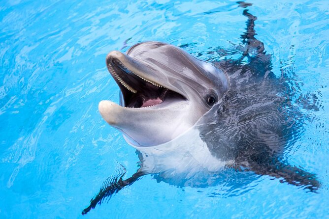 Dolphin Discovery Adventure in Hurghada - From hotel pickup to the 9:00 a.m. departure
