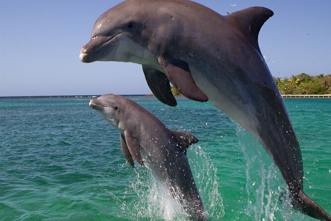 Dolphin Discovery Adventure in Hurghada - Snorkeling at the first stop