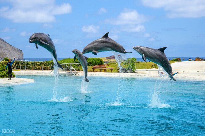 Dolphin Discovery Adventure in Hurghada - Lunch, fruit, and drinks at the second stop