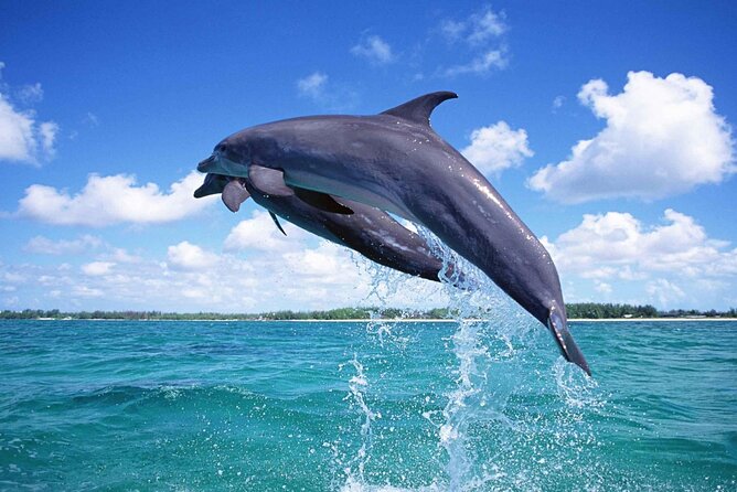 Dolphin Discovery Adventure in Hurghada - More snorkeling, banana boat rides, and sofa rides