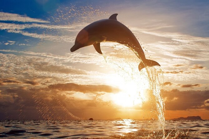 Dolphin Discovery Adventure in Hurghada - What the $39 price really covers