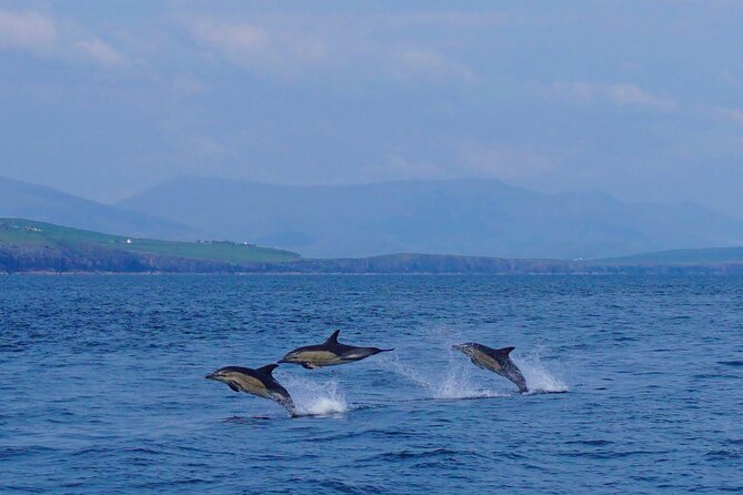 Dolphin Discovery Eco Tour - Setting out from Dingle Marina