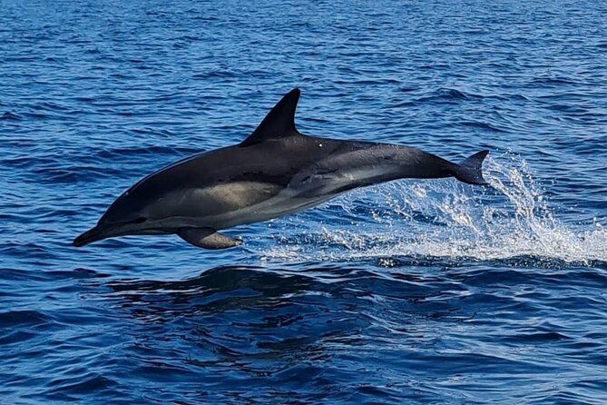 Dolphin Discovery Eco Tour - Watching seabirds along the route