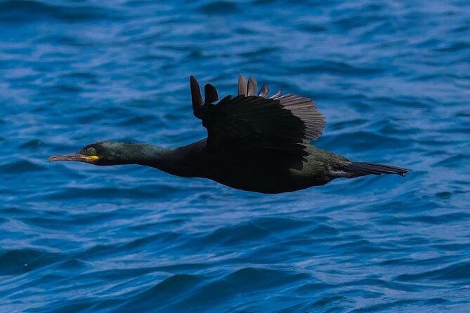 Dolphin Discovery Eco Tour - What the two-hour timing means