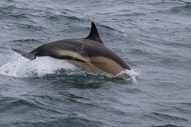 Dolphin Discovery Eco Tour - Who will enjoy this tour most?