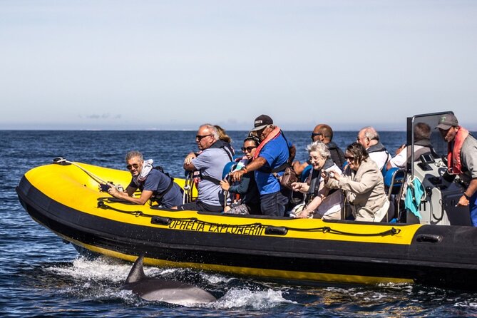Dolphin Discovery - Guides, captains, and the language question