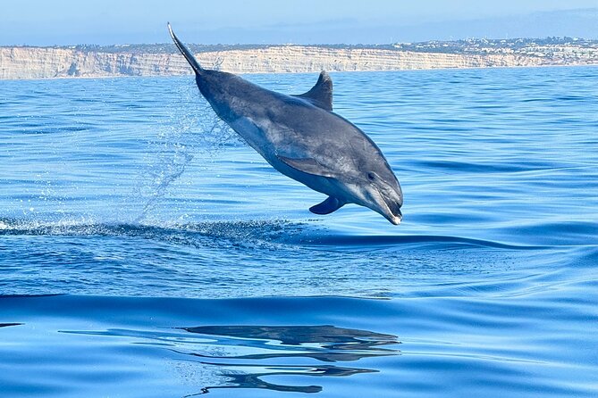 Dolphin Expedition Shared Speedboat tour with Biologist guide - Key points to know before booking